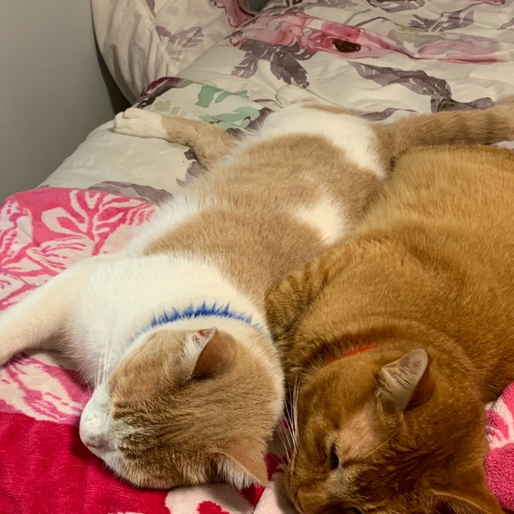 This is Tori & his bestie...Harley.